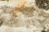 Beautiful Petrified Wood (Araucaria) Slab - Madagascar #361508-1
